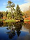 Tree landscape across Asticou Azalea Garden, Maine Royalty Free Stock Photo