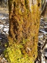 Beautiful colorful stump. Tree background. Green moss landscape. Beautiful winter forest Royalty Free Stock Photo