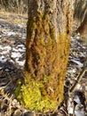 Beautiful colorful stump. Tree background. Green moss landscape. Beautiful winter forest Royalty Free Stock Photo