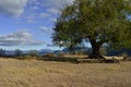 Tree and landscape by Hierve el agua hot springs near Oaxaca