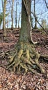 Tree landscape nature paysage liÃ¨ge belgique