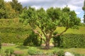 Tree in landscaped garden Royalty Free Stock Photo