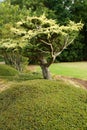 Tree in landscaped garden Royalty Free Stock Photo
