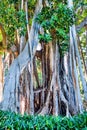 Tree with large aerial roots in Tenerife. Canary Islands