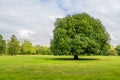 The Tree Royalty Free Stock Photo