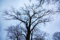 Tree with large and crooked branches. Royalty Free Stock Photo