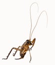 The tree or Large-headed Weta Royalty Free Stock Photo