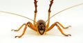 The tree, or large-headed weta Royalty Free Stock Photo