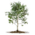 A tree with a large root system is the main focus of the image Royalty Free Stock Photo