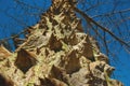 Tree with large spines, floss silk tree.