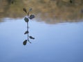 The tree with the Latin name alnus in the lake. It grows in the lake. Closeup Royalty Free Stock Photo