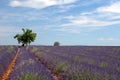 Tree in lavender field Royalty Free Stock Photo