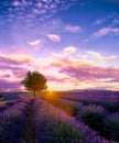 Tree in lavender field at sunset in Provence Royalty Free Stock Photo