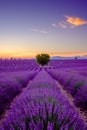 Tree in lavender field at sunset Royalty Free Stock Photo