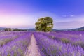 Tree in lavender field at sunset in Provence, France Royalty Free Stock Photo