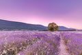 Tree in lavender field at sunset in Provence, France Royalty Free Stock Photo