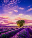 Tree in lavender field at sunset in Provence Royalty Free Stock Photo