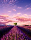 Tree in lavender field at sunset in Provence Royalty Free Stock Photo