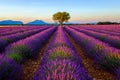 Tree in lavender field at sunset Royalty Free Stock Photo
