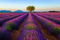 Tree in lavender field at sunset