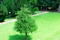 tree on the lawn in the park