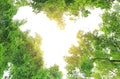 Tree leaf branches in the garden against sky and ray of sunlight background with copy space in heart shape Royalty Free Stock Photo