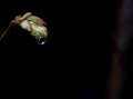 tree leaf bud spring rain drop water drop macro Royalty Free Stock Photo