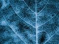 Tree leaf close up. Dark blue plant background or wallpaper. An abstract mosaic pattern similar to x-ray image. Impressive and