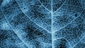 Tree leaf close up. Dark blue plant background or wallpaper. A mosaic pattern similar to an x-ray image. Impressive and dramatic