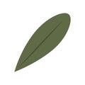 Tree leaf colored icon Vector Royalty Free Stock Photo