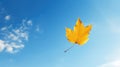 tree leaf fall isolated Royalty Free Stock Photo
