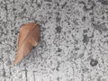Tree leaf falling on the floor Royalty Free Stock Photo