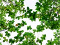 Tree leaf forest sky green jungle background Royalty Free Stock Photo