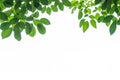 Tree leaf frame on white background Royalty Free Stock Photo