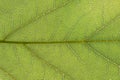 Tree Leaf and grain leaf texture