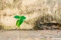 Tree leaf growing on cement crack concrete Royalty Free Stock Photo