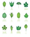 Tree leaf icon