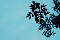 Tree. Leaf, Leaves. Sky. Outline, Cucoloris Royalty Free Stock Photo