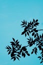 Tree. Leaf, Leaves. Sky. Outline, Cucoloris Royalty Free Stock Photo