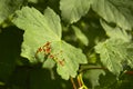 Tree leaf with mite galls