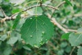 tree leaf with neoplasms caused by diseases and parasites. Sick forest and its protection by forestry