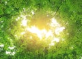 Tree leaf and sun ray. Green leaves background with copy space Royalty Free Stock Photo