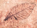 Tree leaf of tropical plant in printed on concrete surface Royalty Free Stock Photo