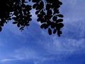 The tree leaf under the blue sky