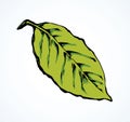 Tree leaf. Vector drawing