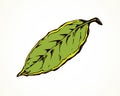 Tree leaf. Vector drawing