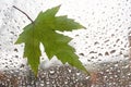 Tree leaf on a wet window Royalty Free Stock Photo