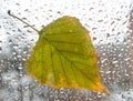 Tree leaf on a wet window. Royalty Free Stock Photo