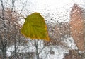 Tree leaf on a wet window. Royalty Free Stock Photo