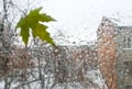 Tree leaf on a wet window. Royalty Free Stock Photo